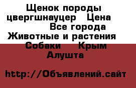 Щенок породы  цвергшнауцер › Цена ­ 30 000 - Все города Животные и растения » Собаки   . Крым,Алушта